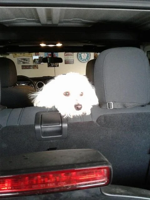 Jeep Wrangler JL Jeep Dog pics j dog