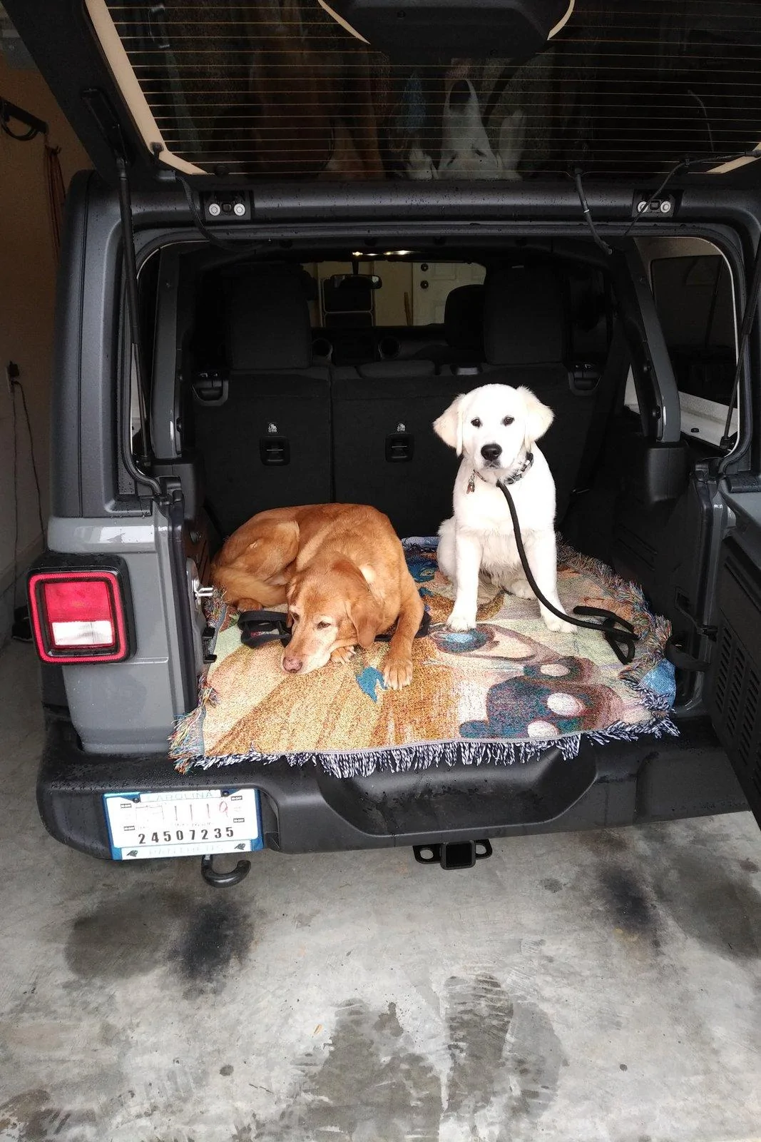 Jeep Wrangler JL Jeep Dog pics IMG_20190223_0911231