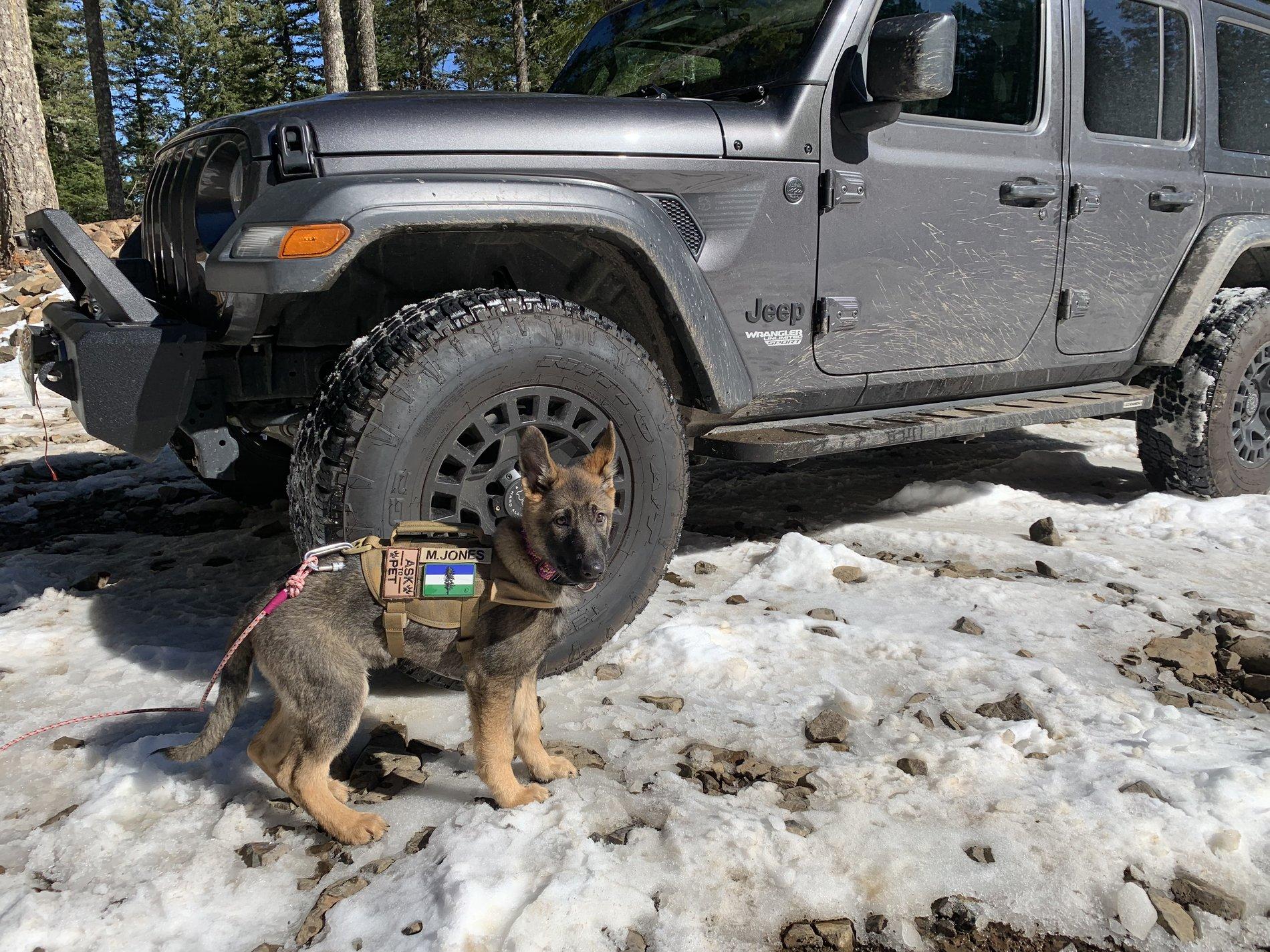 Jeep Wrangler JL What did you do TO your Jeep JL today? B21F7AD1-51A2-4626-A4F0-CCCEFC87D4B3