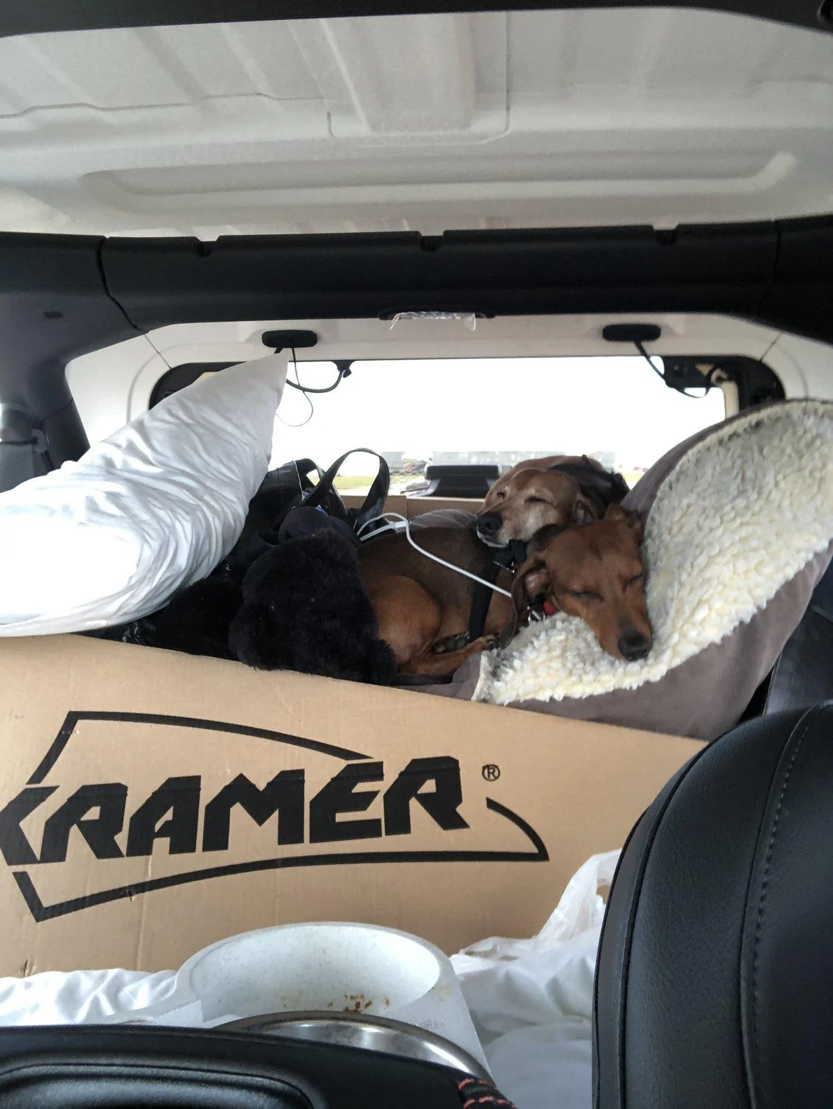 Jeep Wrangler JL Jeep Dog pics E35426CC-0F4C-4ACE-A93C-7B211A3C2A42