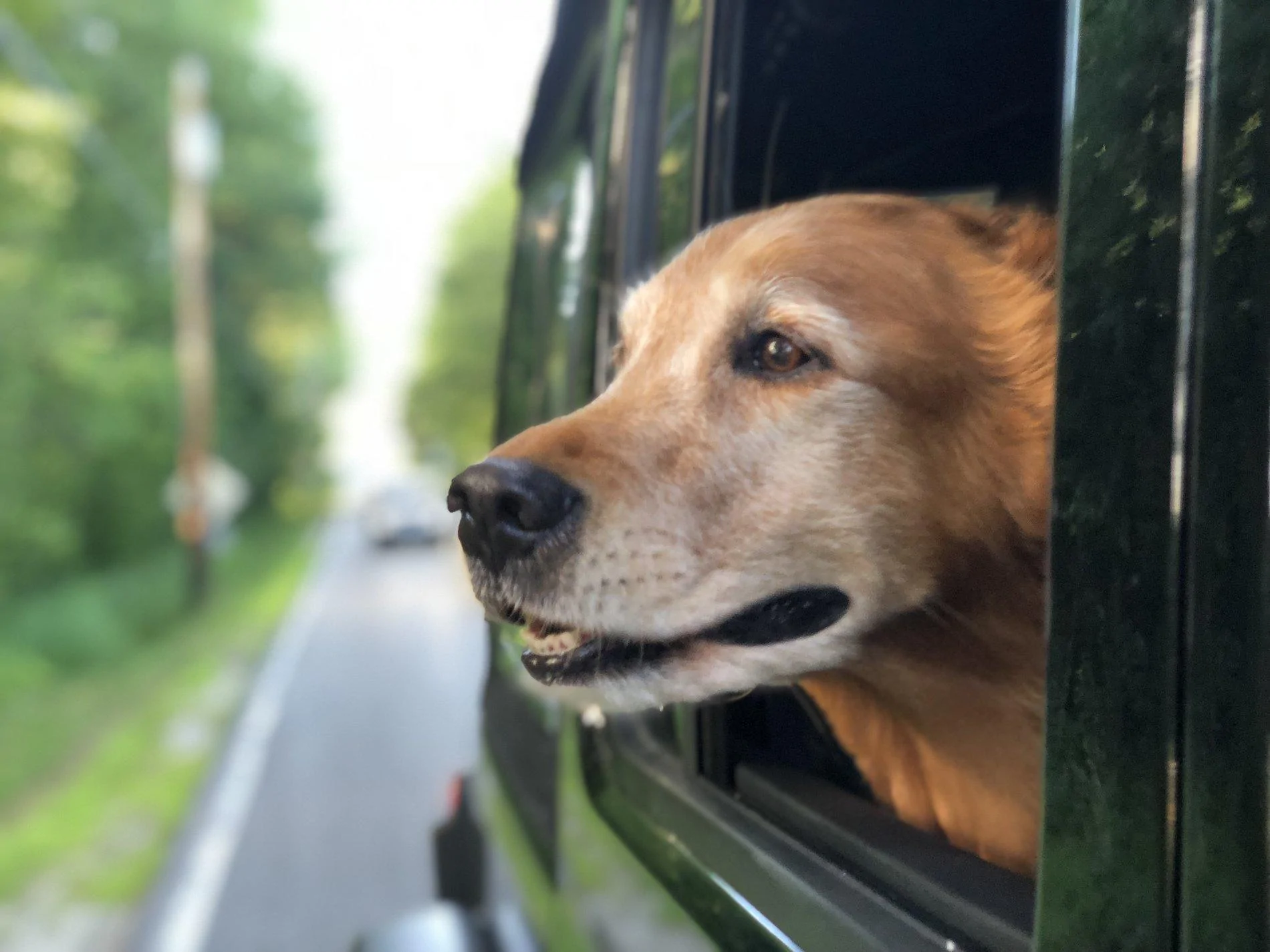 Jeep Wrangler JL Jeep Dog pics 0D5778D3-3277-4185-9C0C-EC133C751865