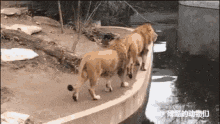 tenor.gif