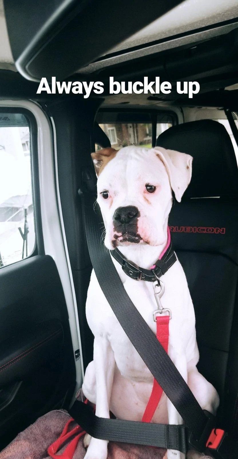Jeep Wrangler JL Jeep Dog pics IMG_20190310_103651_064