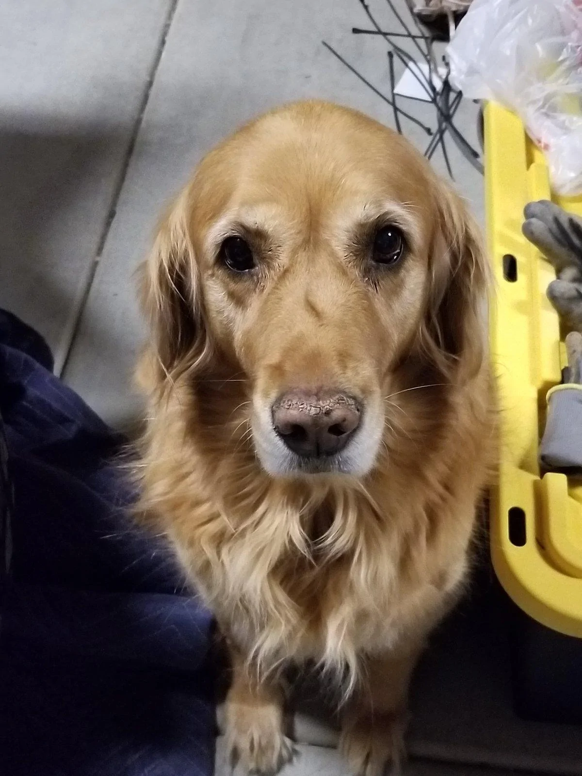 Jeep Wrangler JL Jeep Dog pics 20181222_184336