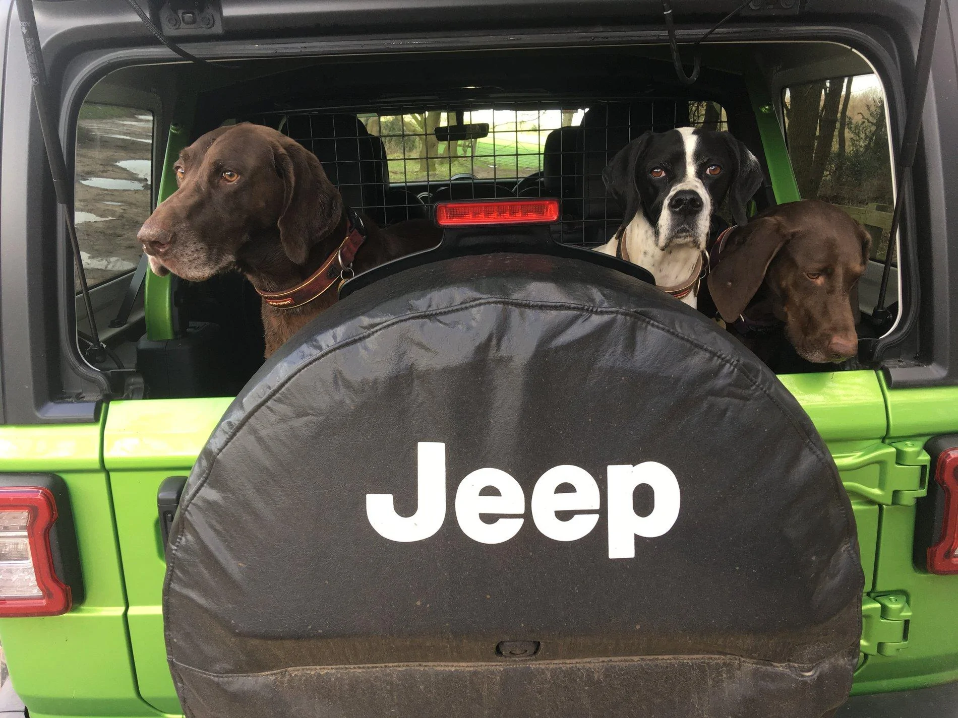 Jeep Wrangler JL Jeep Dog pics 947881A1-91C9-45B0-B927-7811315E38E8