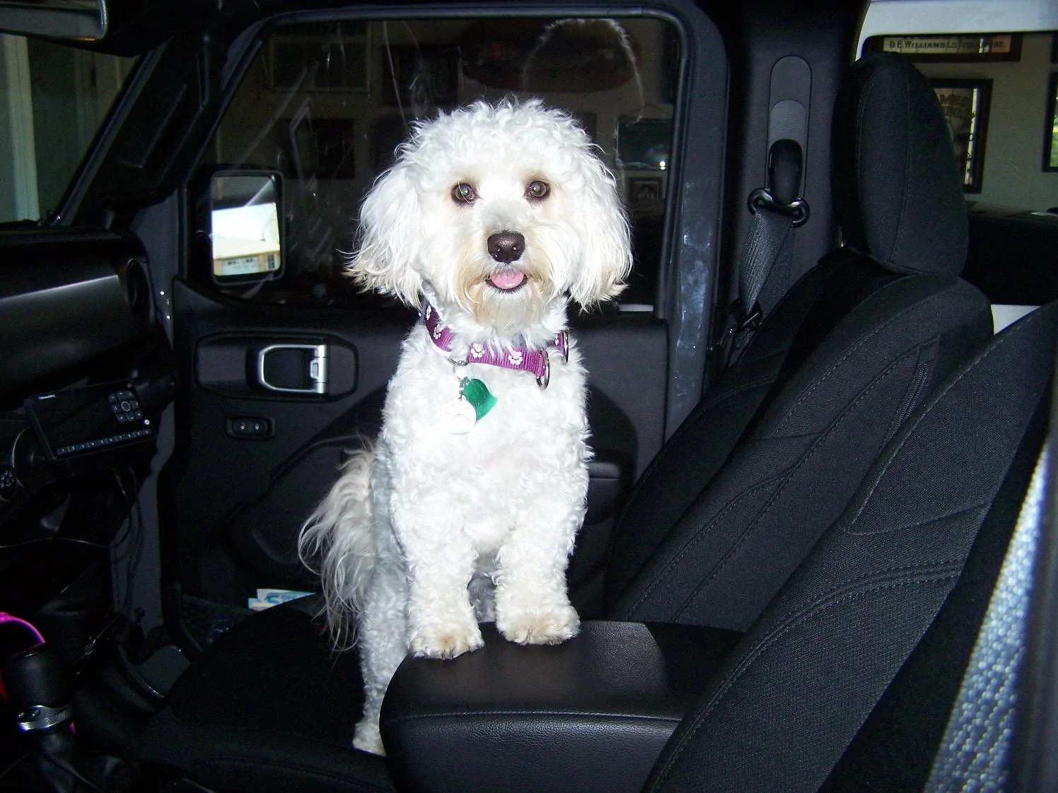 Jeep Wrangler JL Jeep Dog pics 100_4080