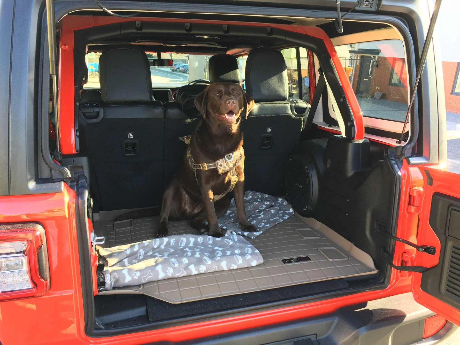 Jeep Wrangler JL Jeep Dog pics IMG_1632