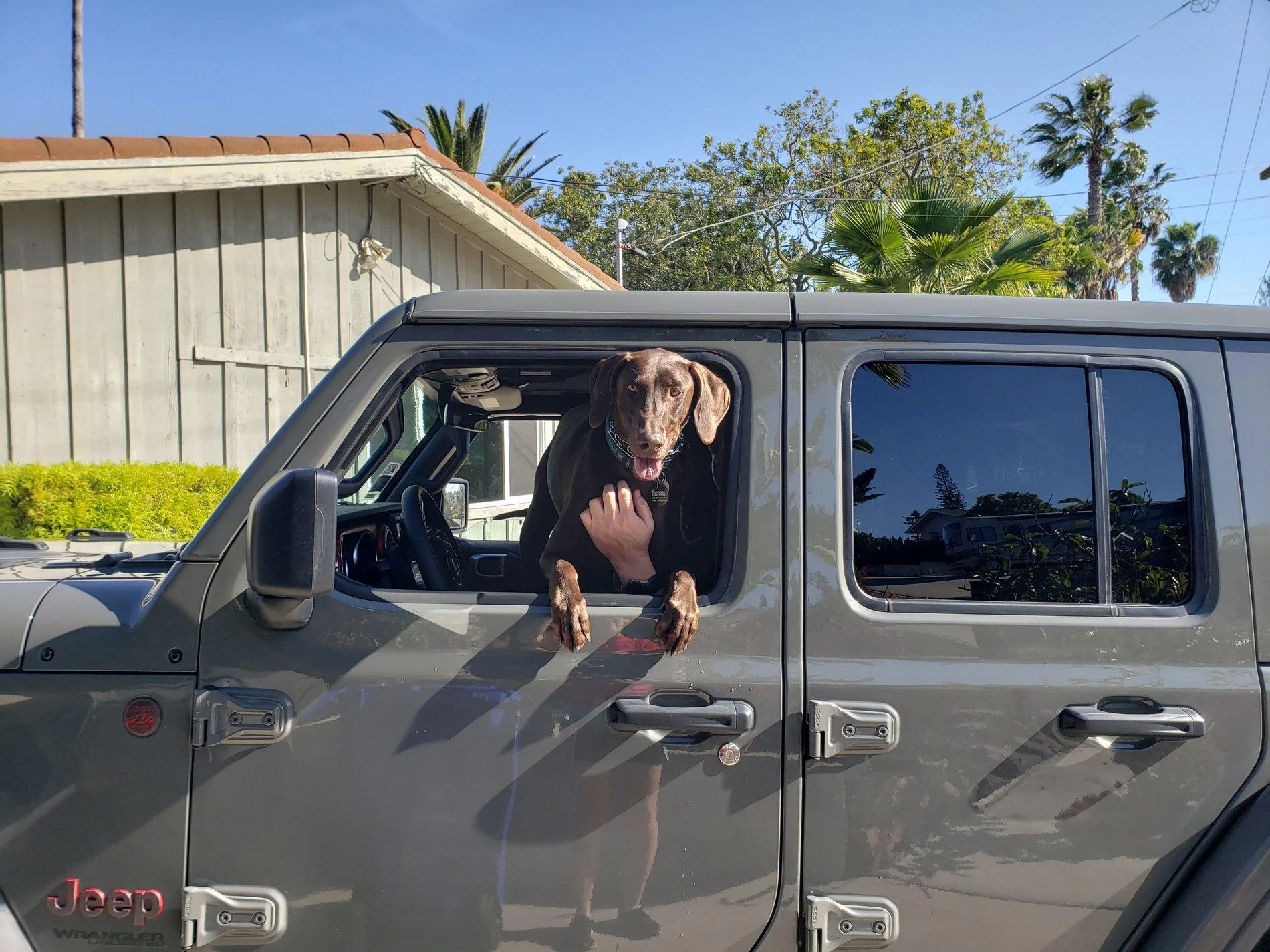 Jeep Wrangler JL Jeep Dog pics 20190330_162011