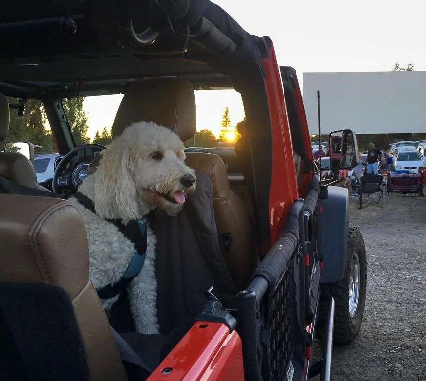 Jeep Wrangler JL Jeep Dog pics IMG_0376-XL