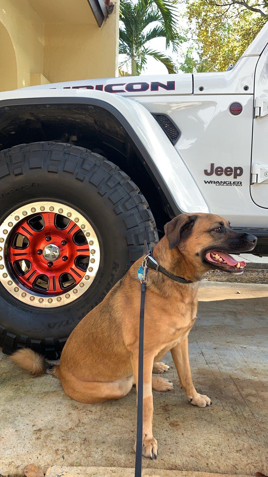 Jeep Wrangler JL Jeep Dog pics 34EDC26F-F9D5-481E-915C-723DBE79BFC2.JPG