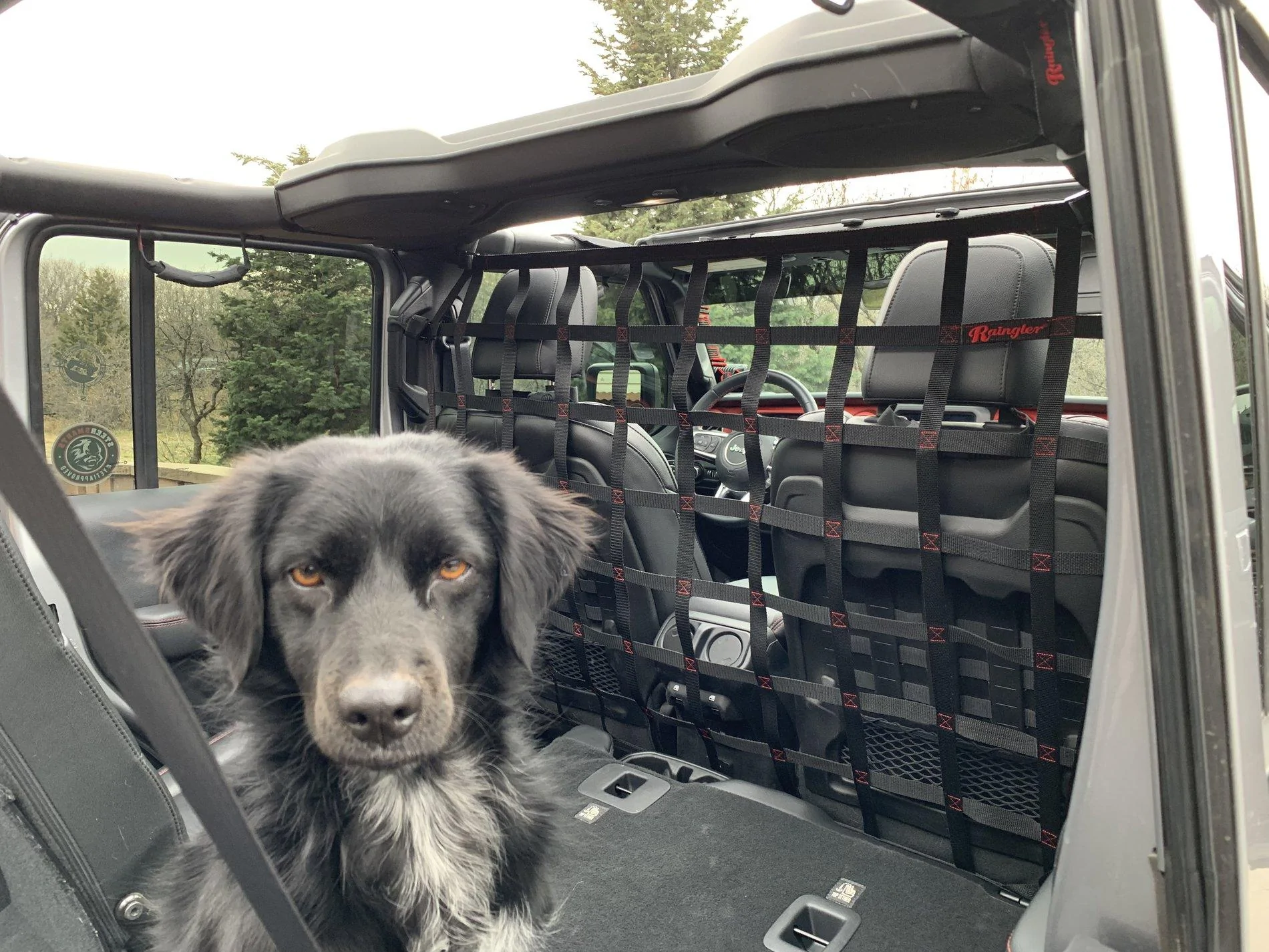 Jeep Wrangler JL Tops off... Dogs in Photo Nov 08, 12 15 57 PM