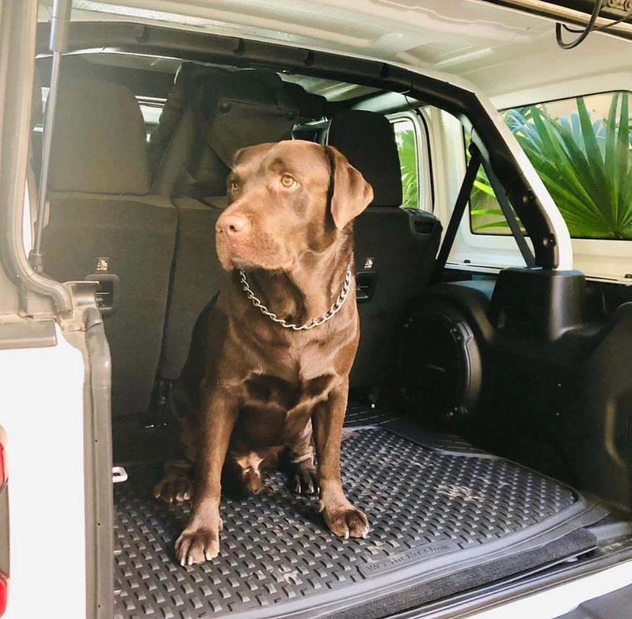 Jeep Wrangler JL Jeep Dog pics IMG_5630