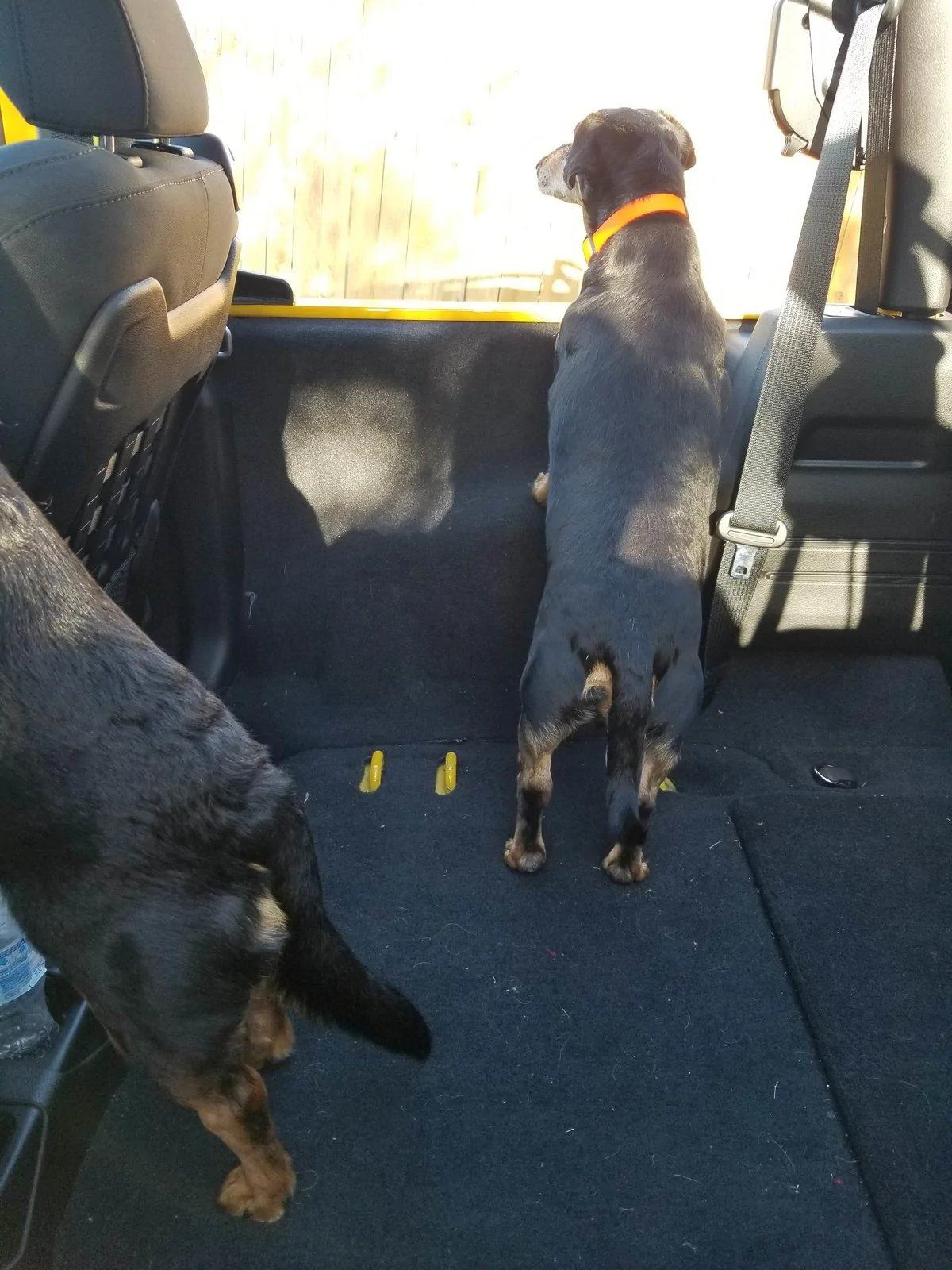 Jeep Wrangler JL Jeep Dog pics 20190417_180826