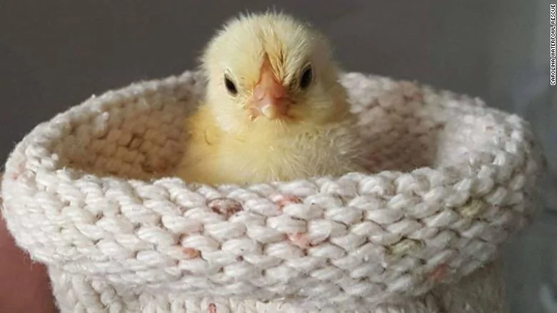 190502234621-knit-bird-nest-6-exlarge-169.webp