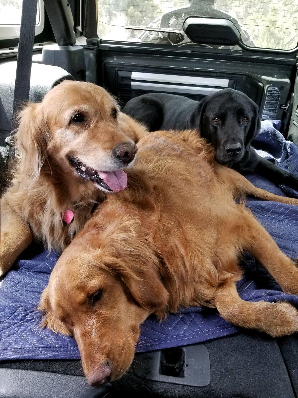 Jeep Wrangler JL Jeep Dog pics 46440