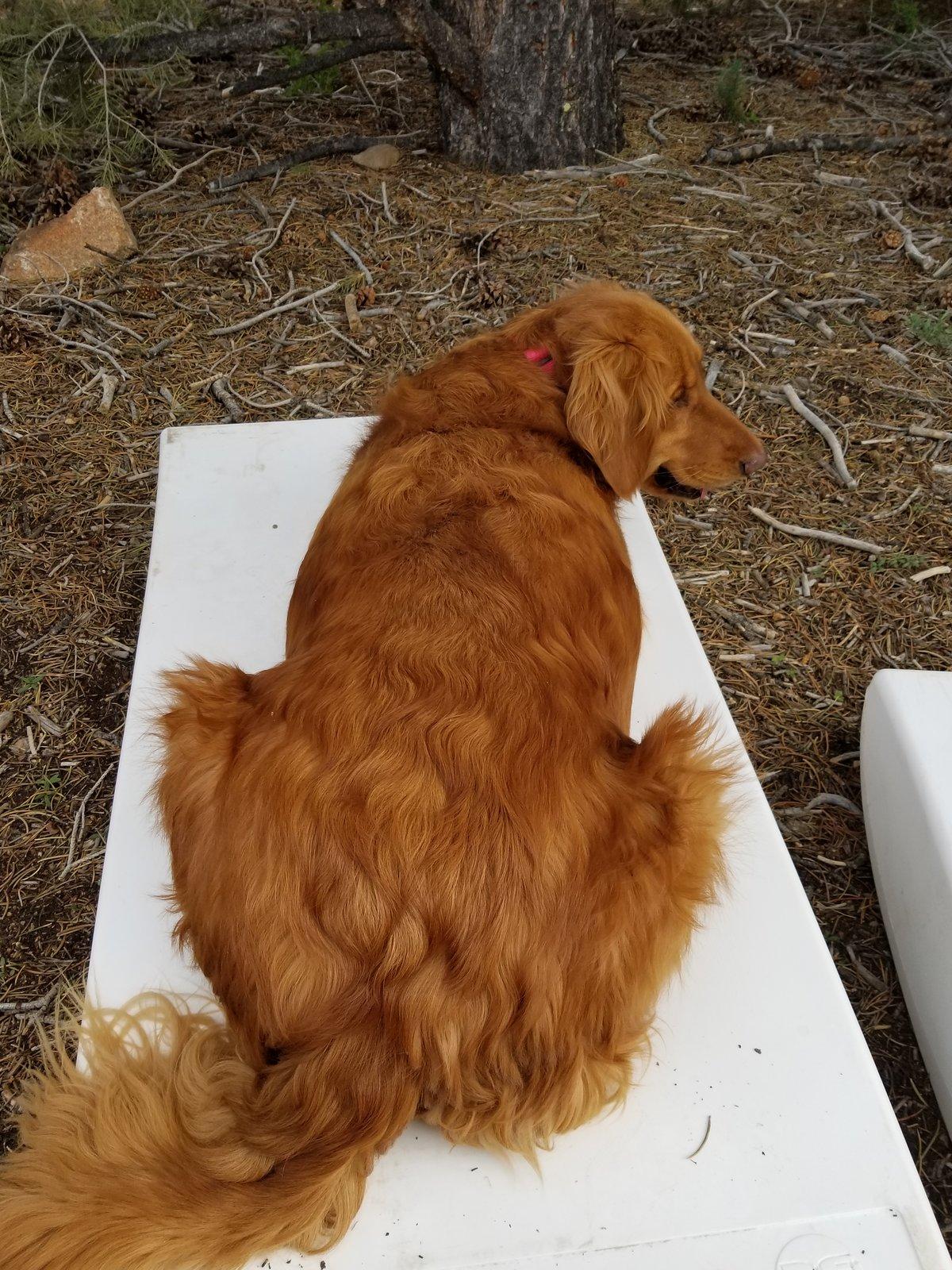 Jeep Wrangler JL Jeep Dog pics 20190503_145123