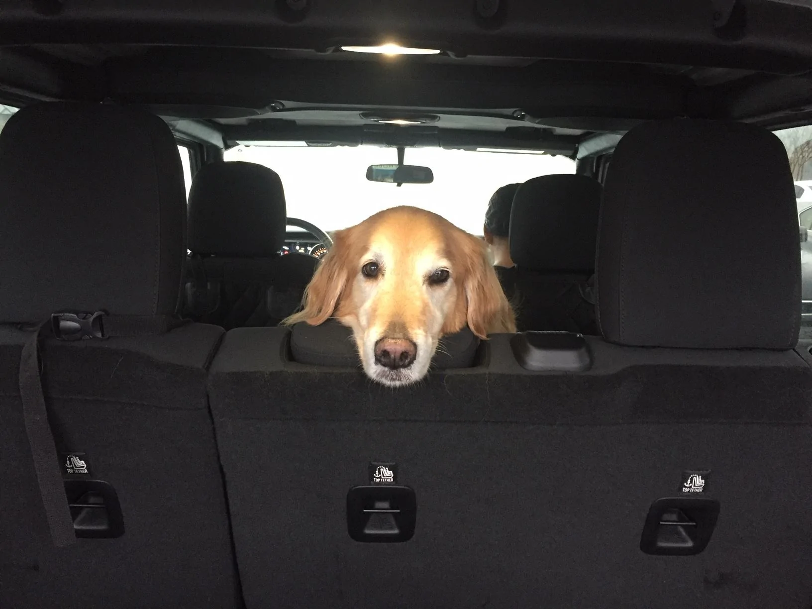 Jeep Wrangler JL Jeep Dog pics IMG_1314