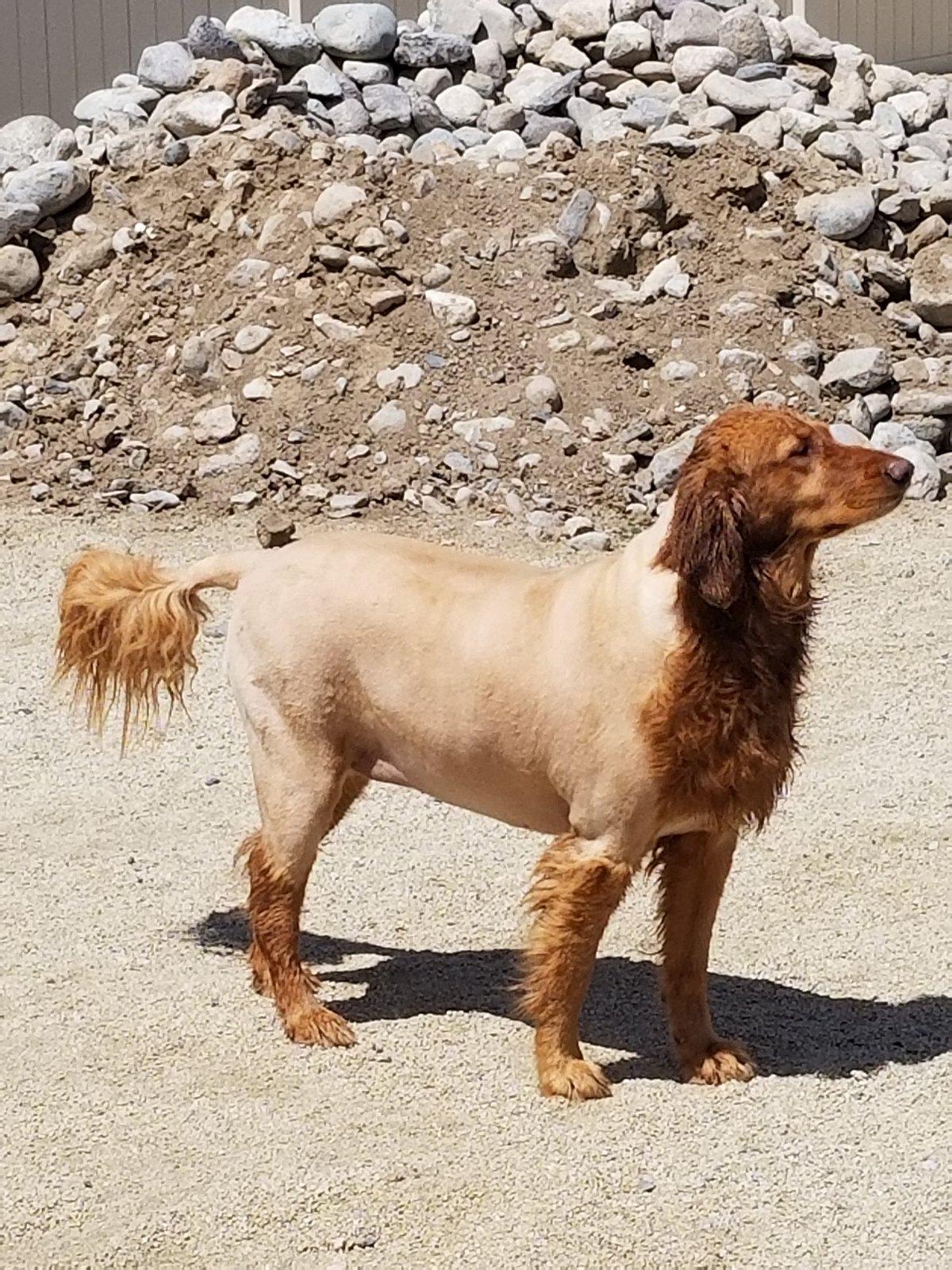 Jeep Wrangler JL Jeep Dog pics 20190507_114129
