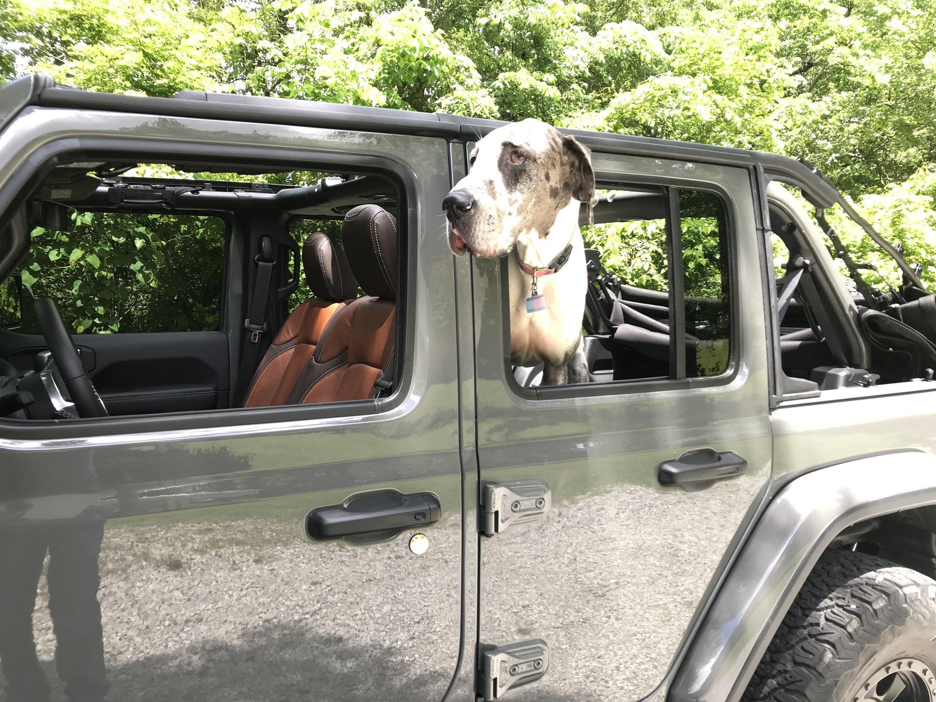 Jeep Wrangler JL Jeep Dog pics 0993C2F9-C97D-4FA6-BB9A-4691395F0A1B