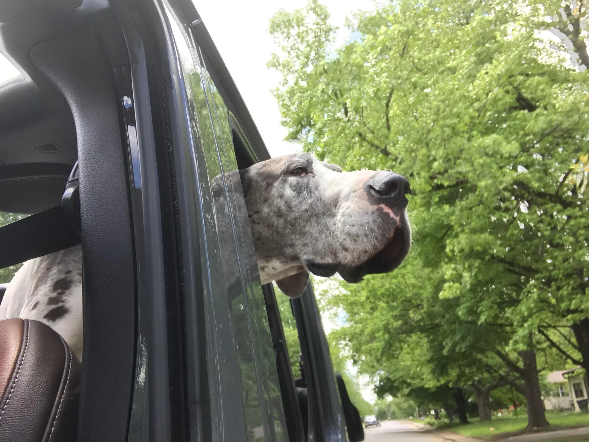 Jeep Wrangler JL Jeep Dog pics 7FF988D5-332F-4B2C-A239-7E6D38F95E12