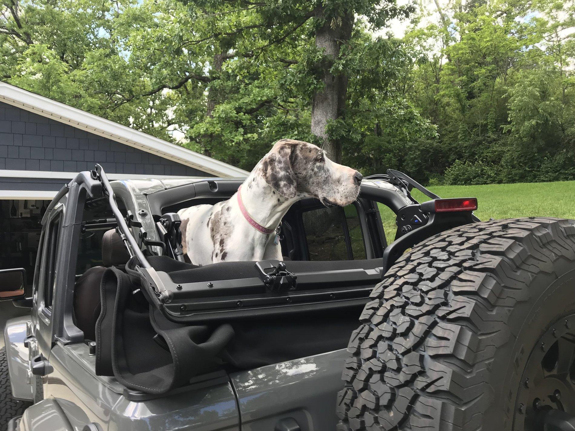 Jeep Wrangler JL Jeep Dog pics ED54C9F3-729E-4B08-8BF8-3D02E09089AA