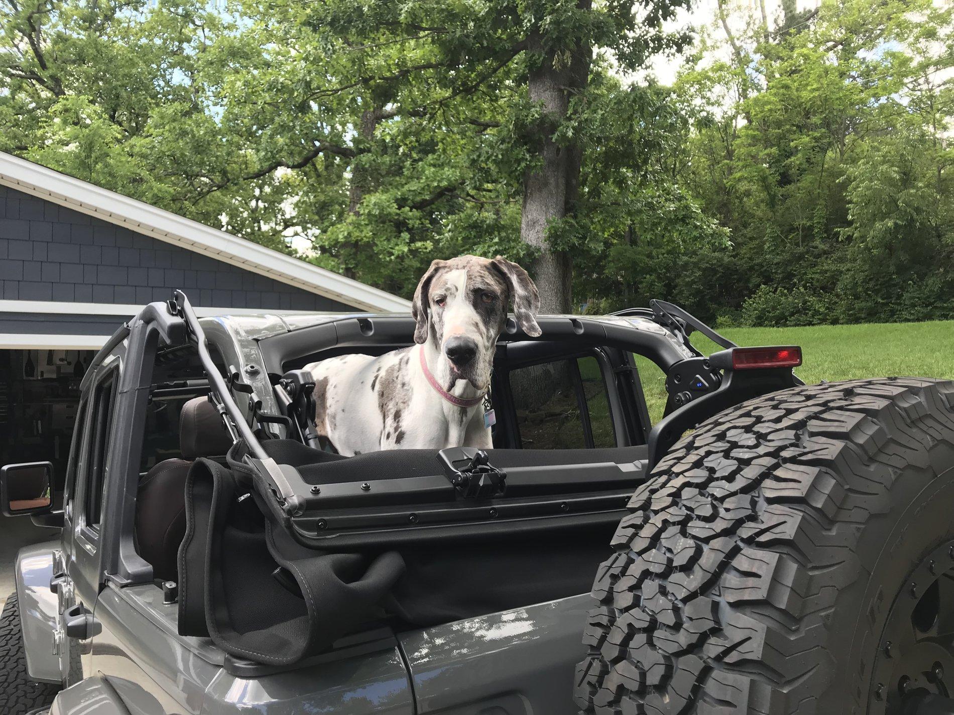 Jeep Wrangler JL Jeep Dog pics 48936AD8-A1DA-463D-9798-982E302F9B0E