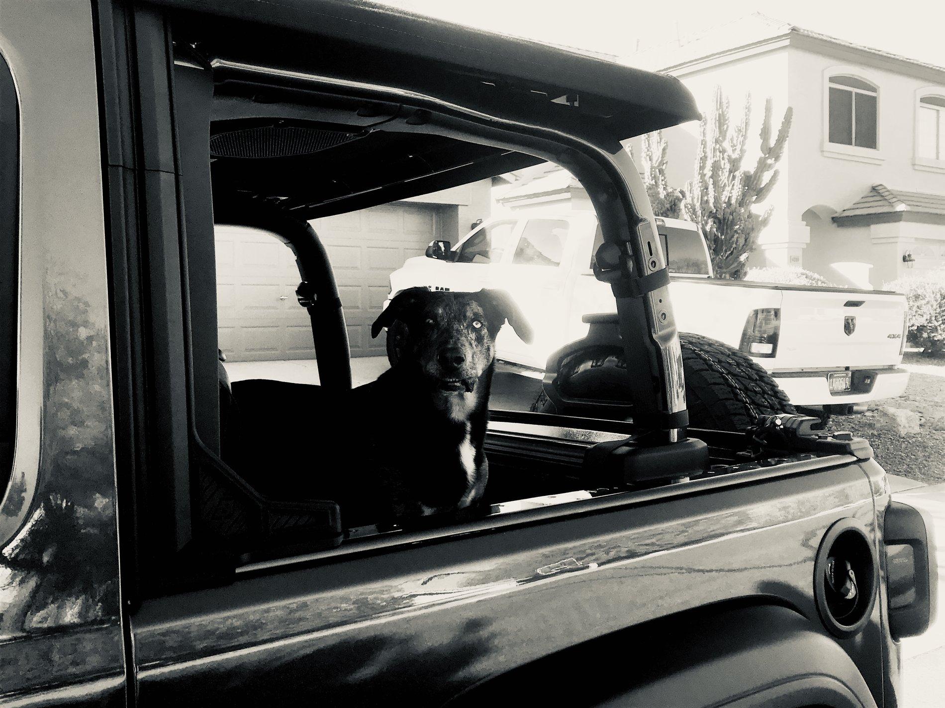 Jeep Wrangler JL Jeep Dog pics 327D9E77-C875-45D5-AF40-0883BD7862BF