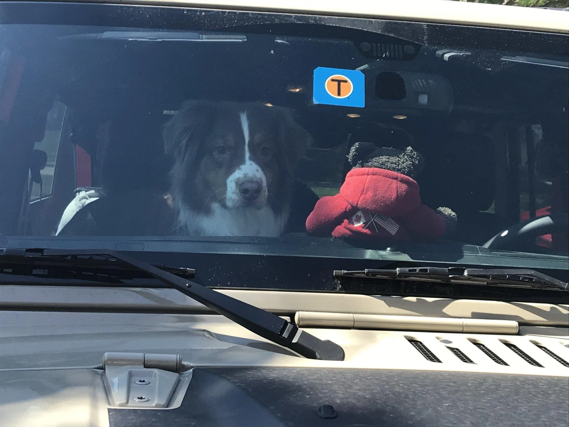 Jeep Wrangler JL Jeep Dog pics 3CB7FFCE-A0CA-4B53-A643-57AB34DAC881