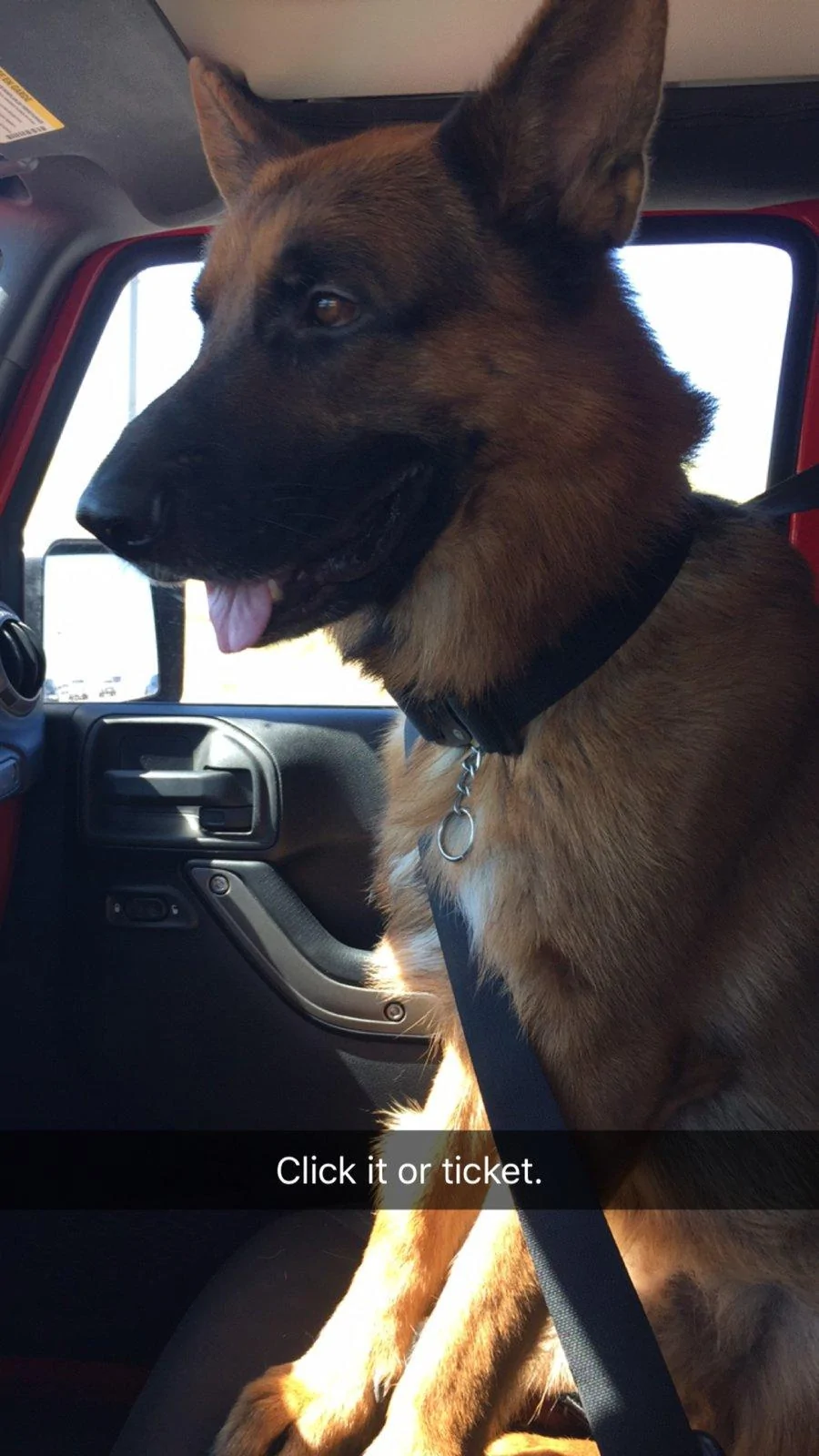 Jeep Wrangler JL Jeep Dog pics IMG_1016