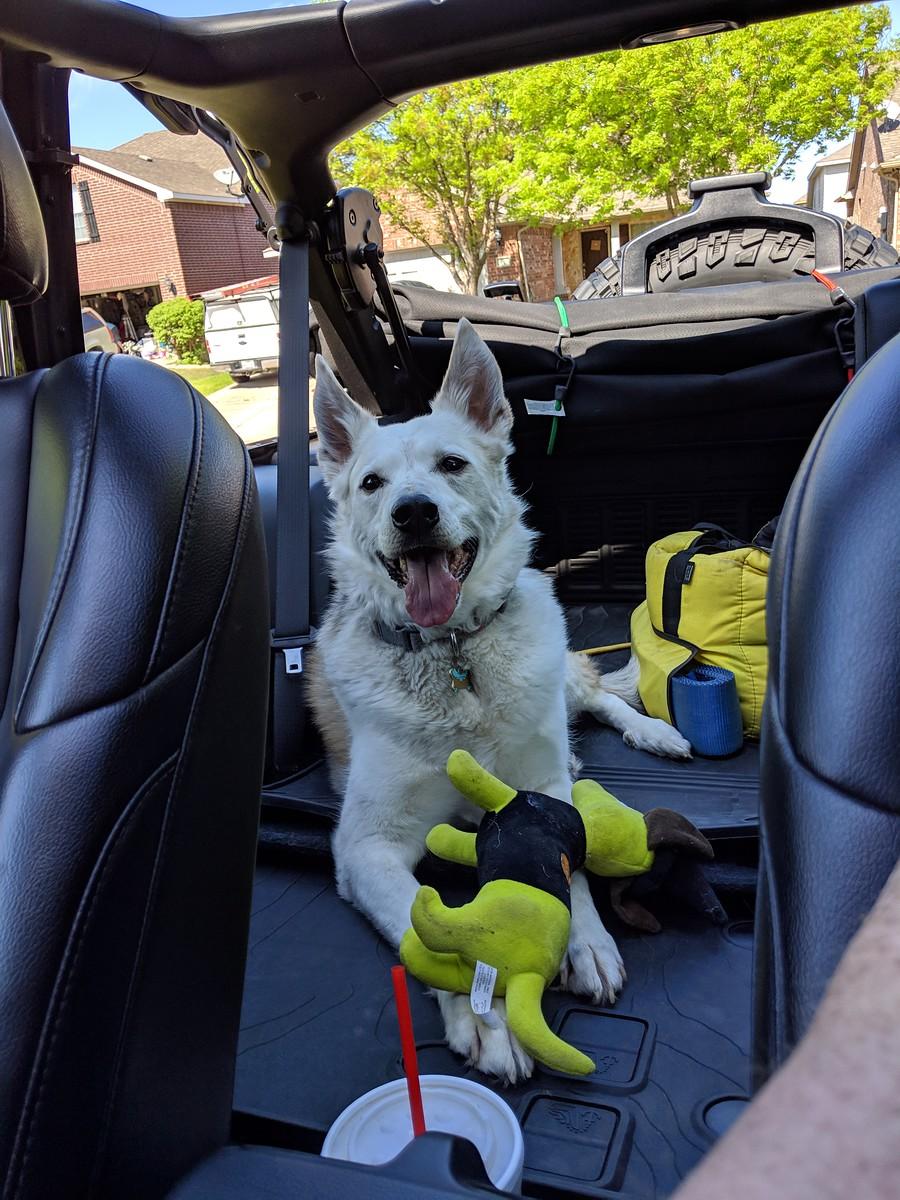 Jeep Wrangler JL Jeep Dog pics MVIMG_20190421_160417-X3