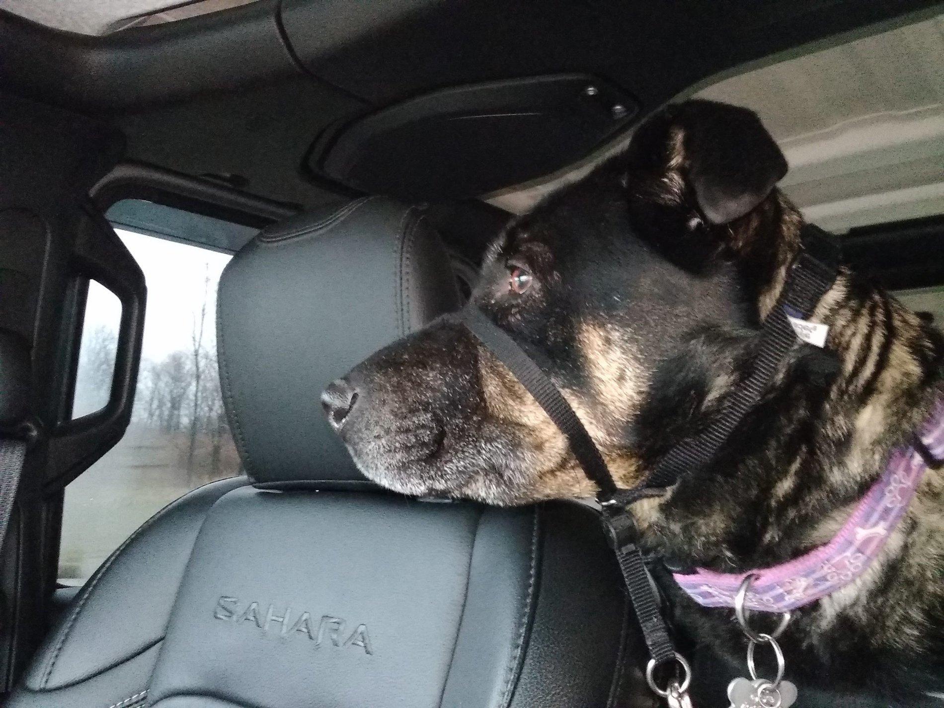 Jeep Wrangler JL Jeep Dog pics IMG_20181221_100848248