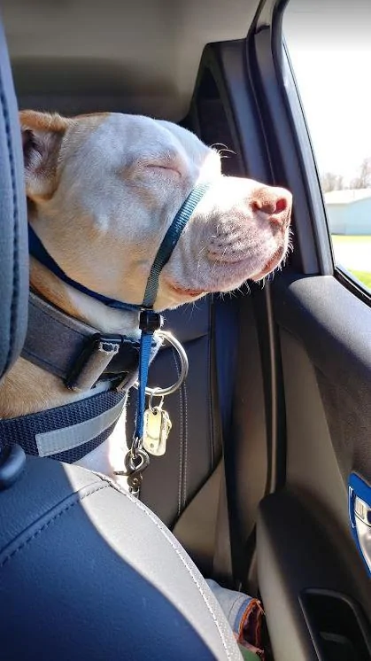 Jeep Wrangler JL Jeep Dog pics Radar in Renegade 2