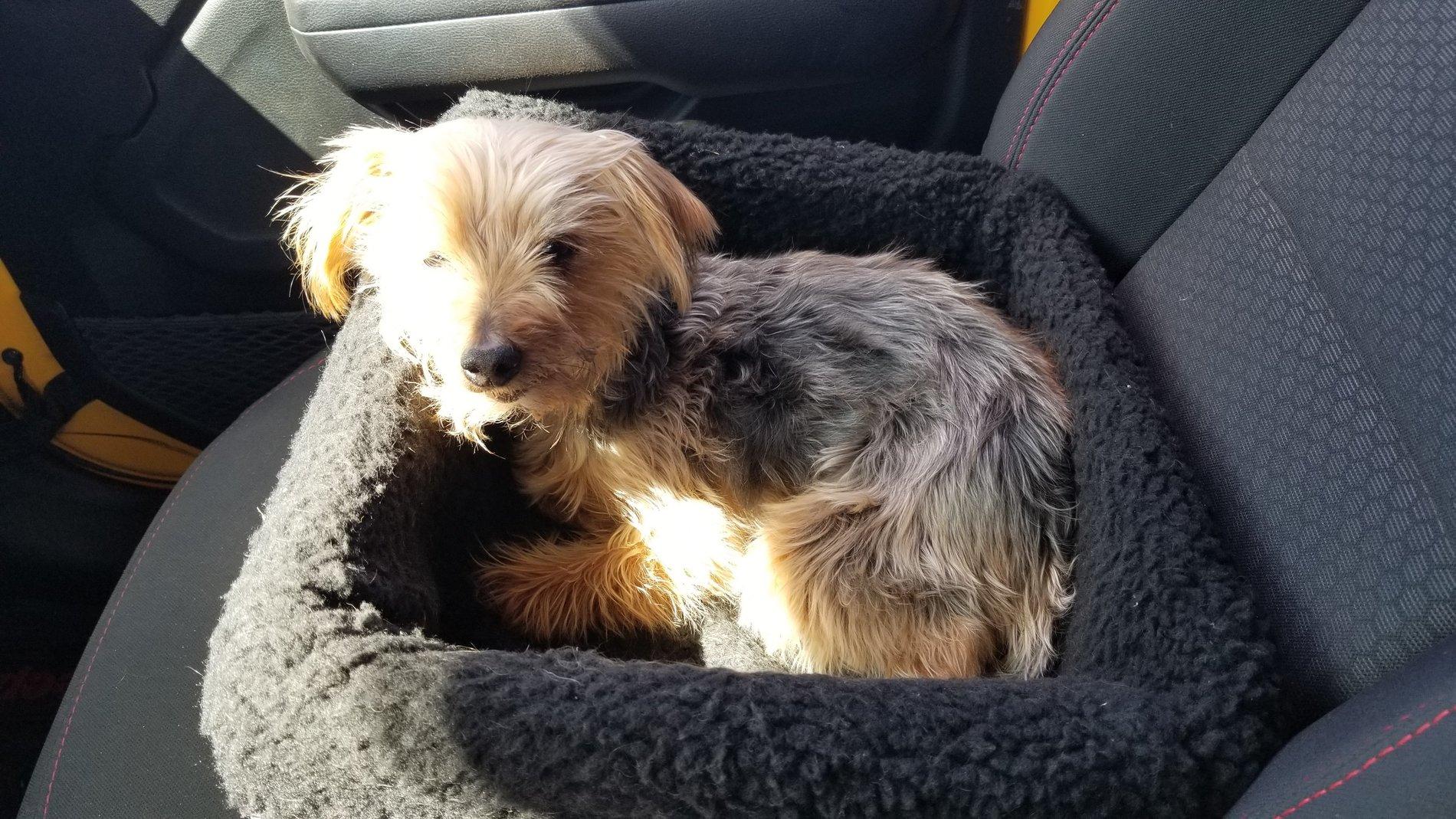 Jeep Wrangler JL Jeep Dog pics 20190526_094444