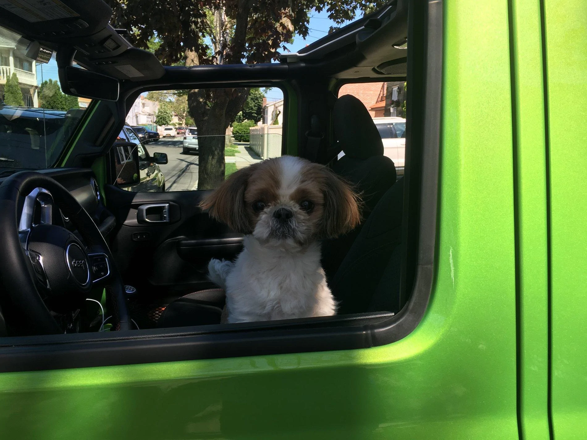 Jeep Wrangler JL Jeep Dog pics 136FC94D-B241-49B9-BC72-2CD036B061D3