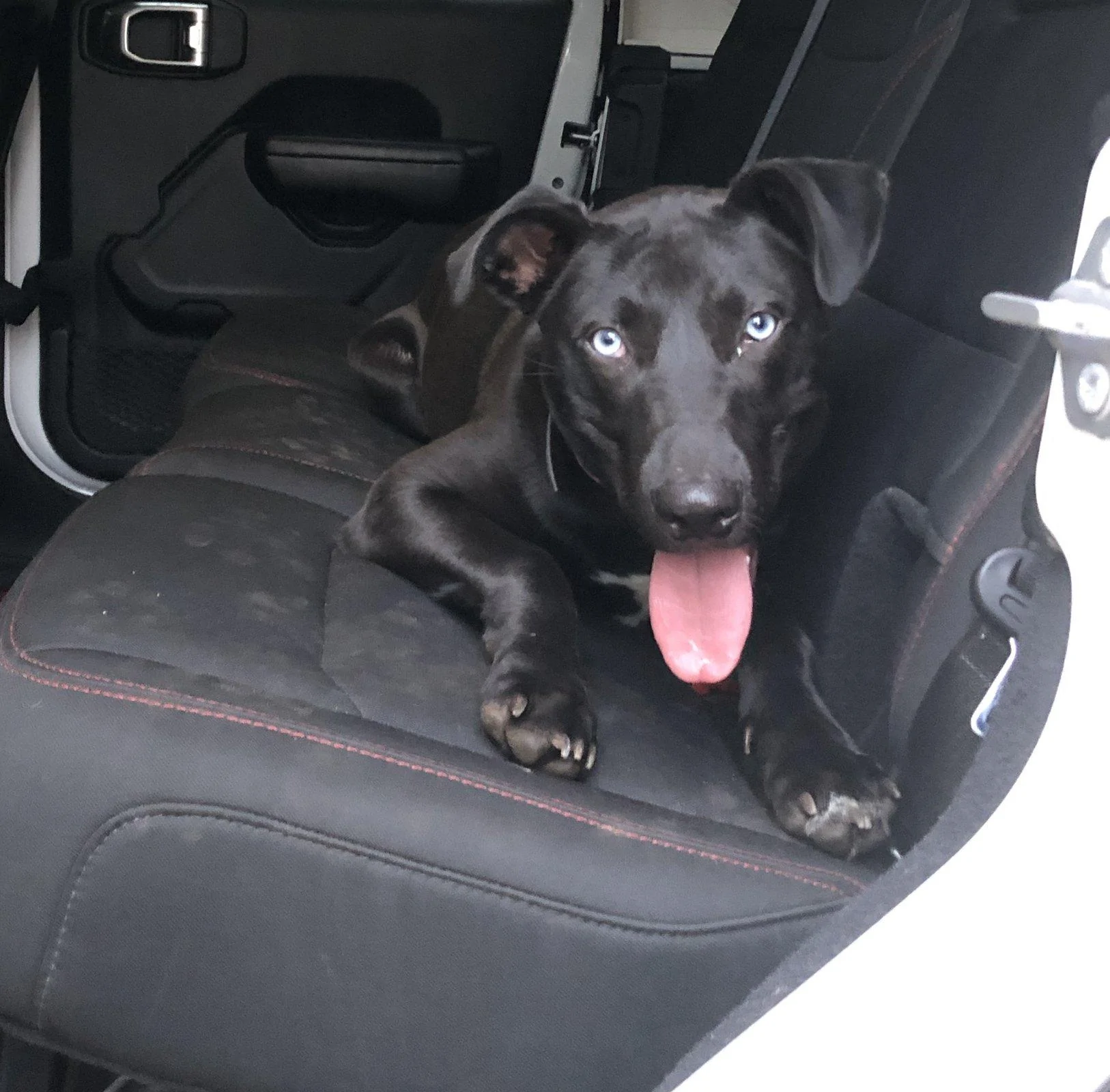 Jeep Wrangler JL Jeep Dog pics A6D2E943-56B9-4423-8854-A86F80F08722
