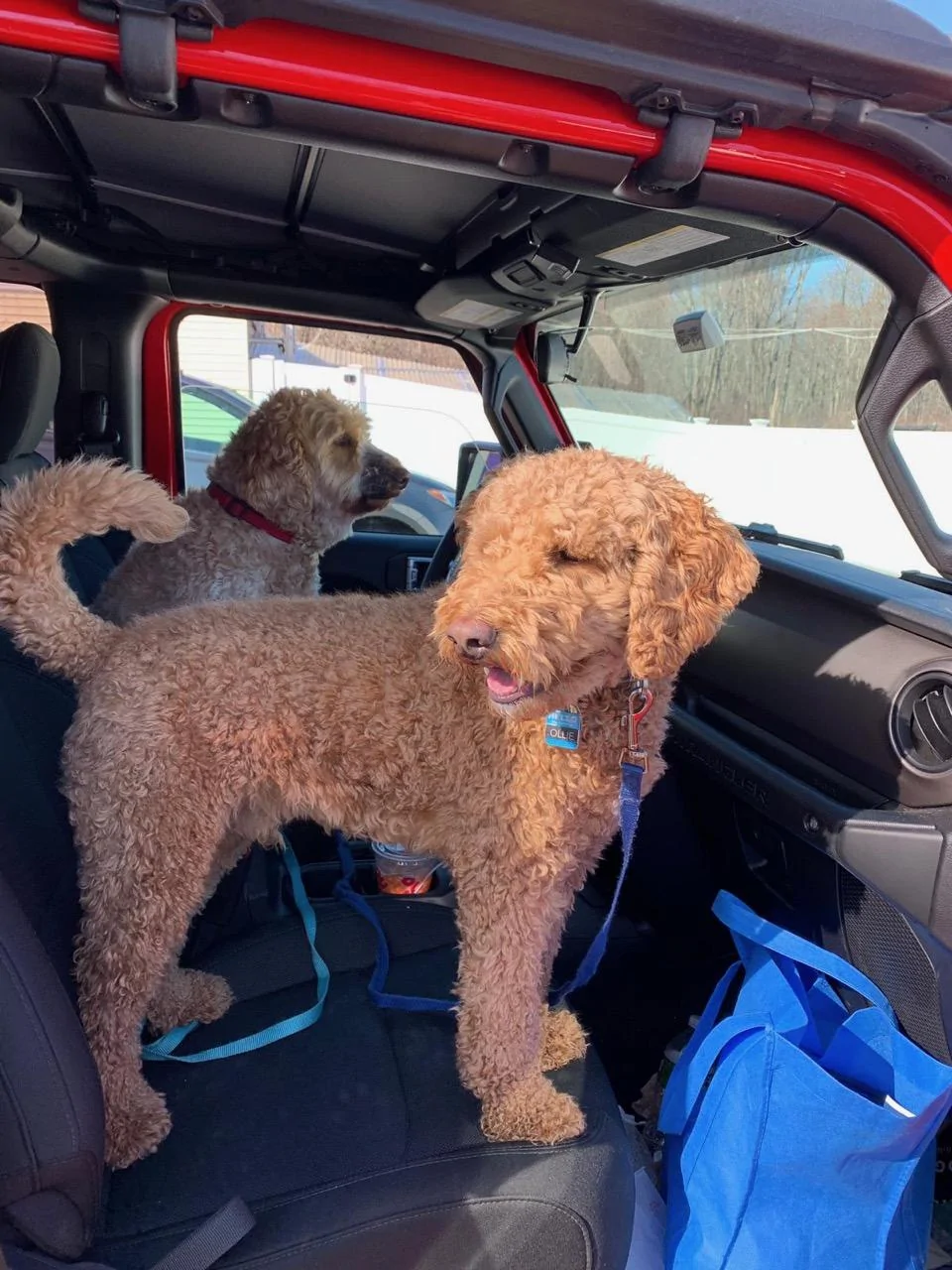 Jeep Wrangler JL Jeep Dog pics d02a30bc-938b-47e1-bea7-32711877b6