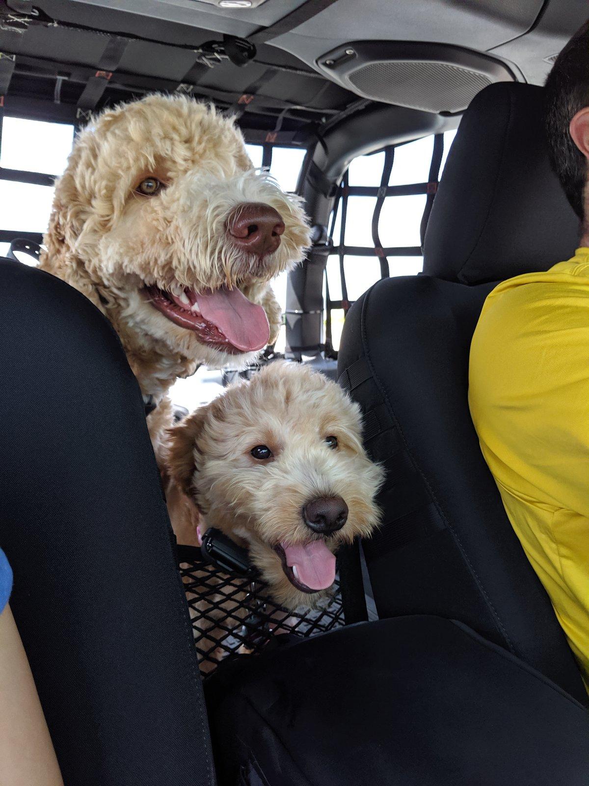 Jeep Wrangler JL Jeep Dog pics 2019-05-26 15.28.46