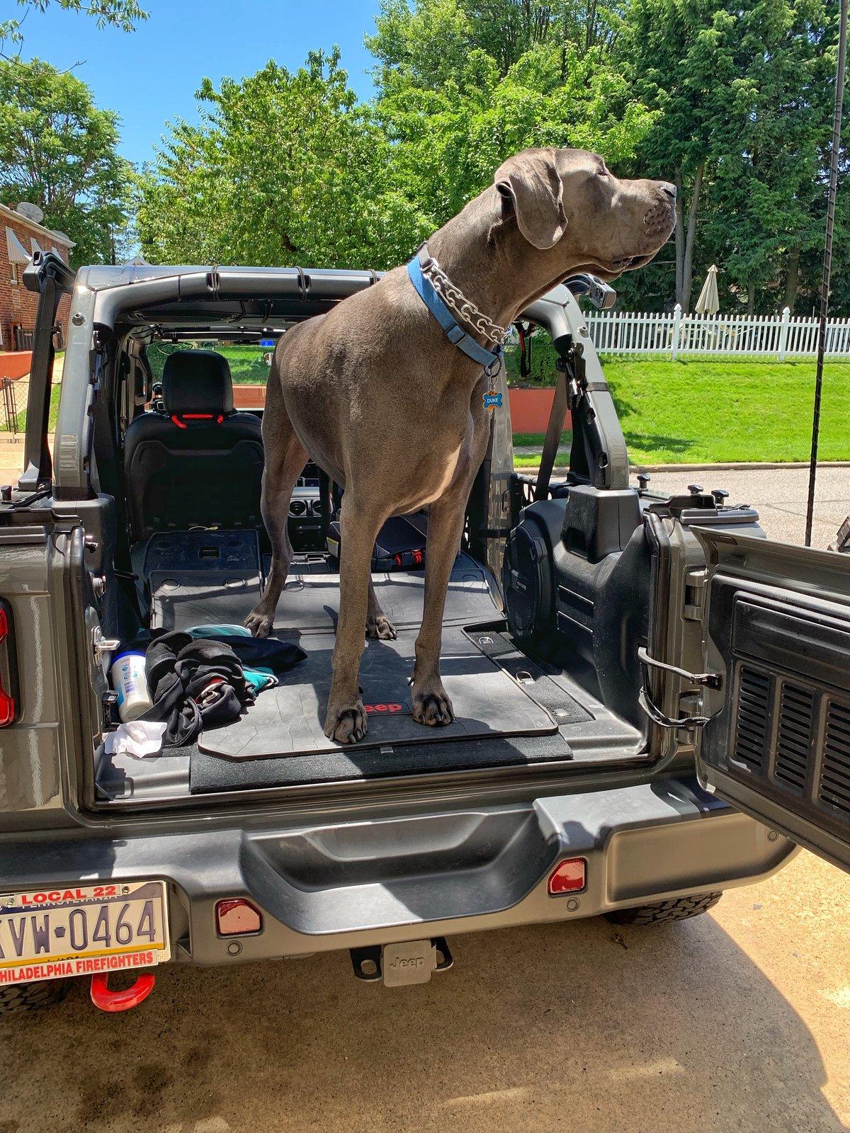 Jeep Wrangler JL Jeep Dog pics D30B3EE5-3185-4675-8F25-3F3B04F5426D