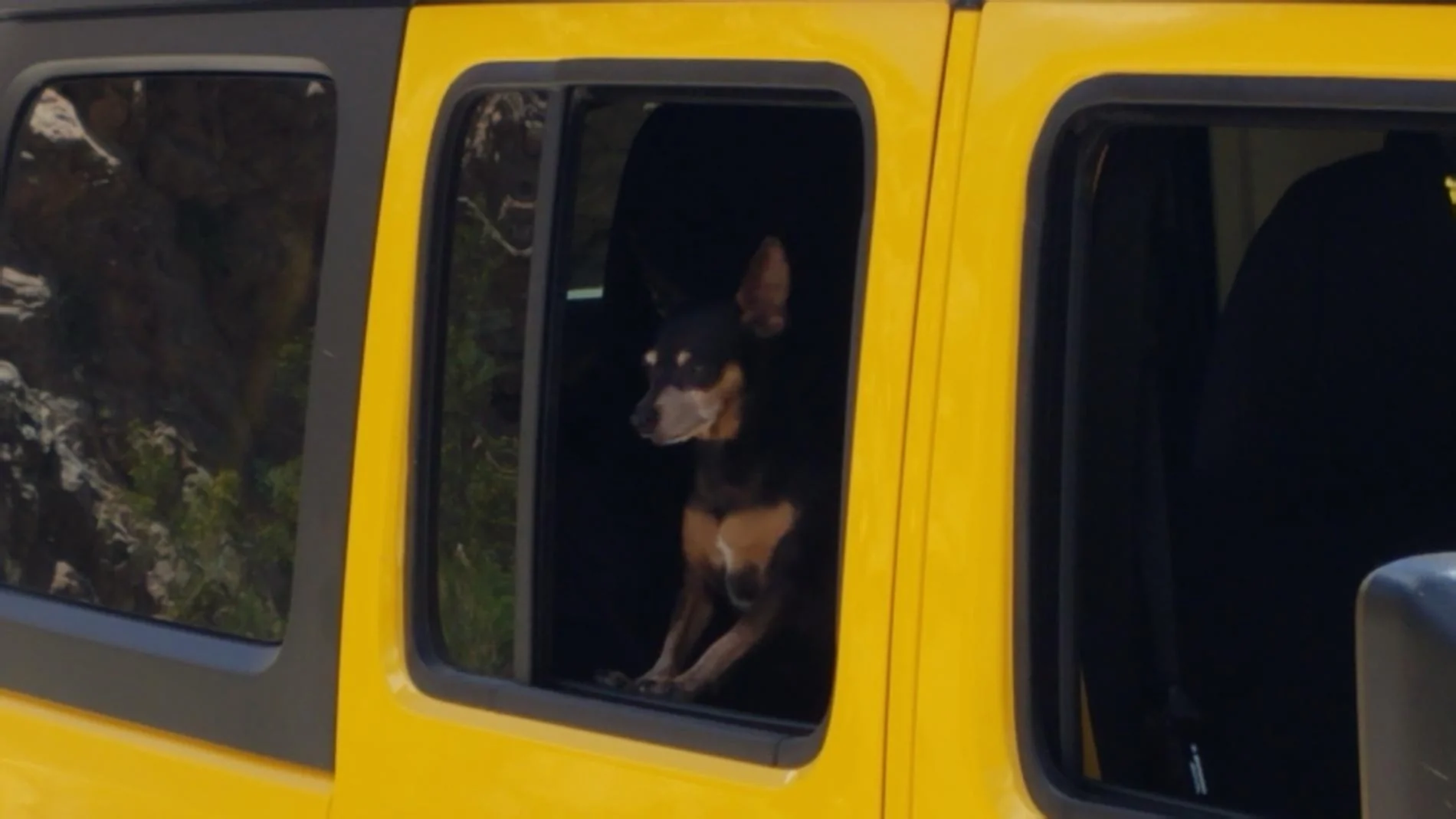 Jeep Wrangler JL Jeep Dog pics 20190517_130057_zpsnmntmrln