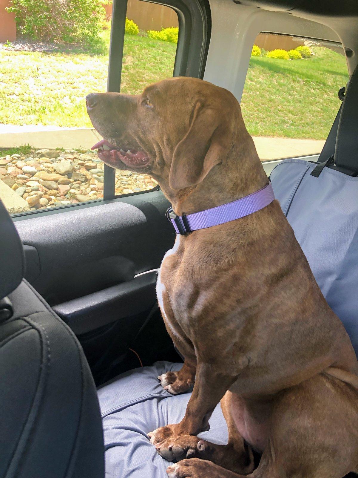 Jeep Wrangler JL Jeep Dog pics 2DA286E7-B1C1-4A87-9852-F35A43596359