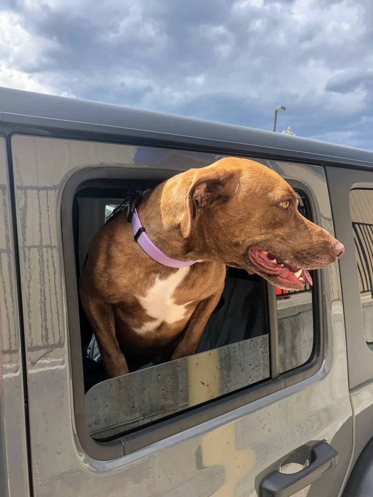 Jeep Wrangler JL Jeep Dog pics 191B4BE1-8E90-4216-962A-DE97C874ED8E