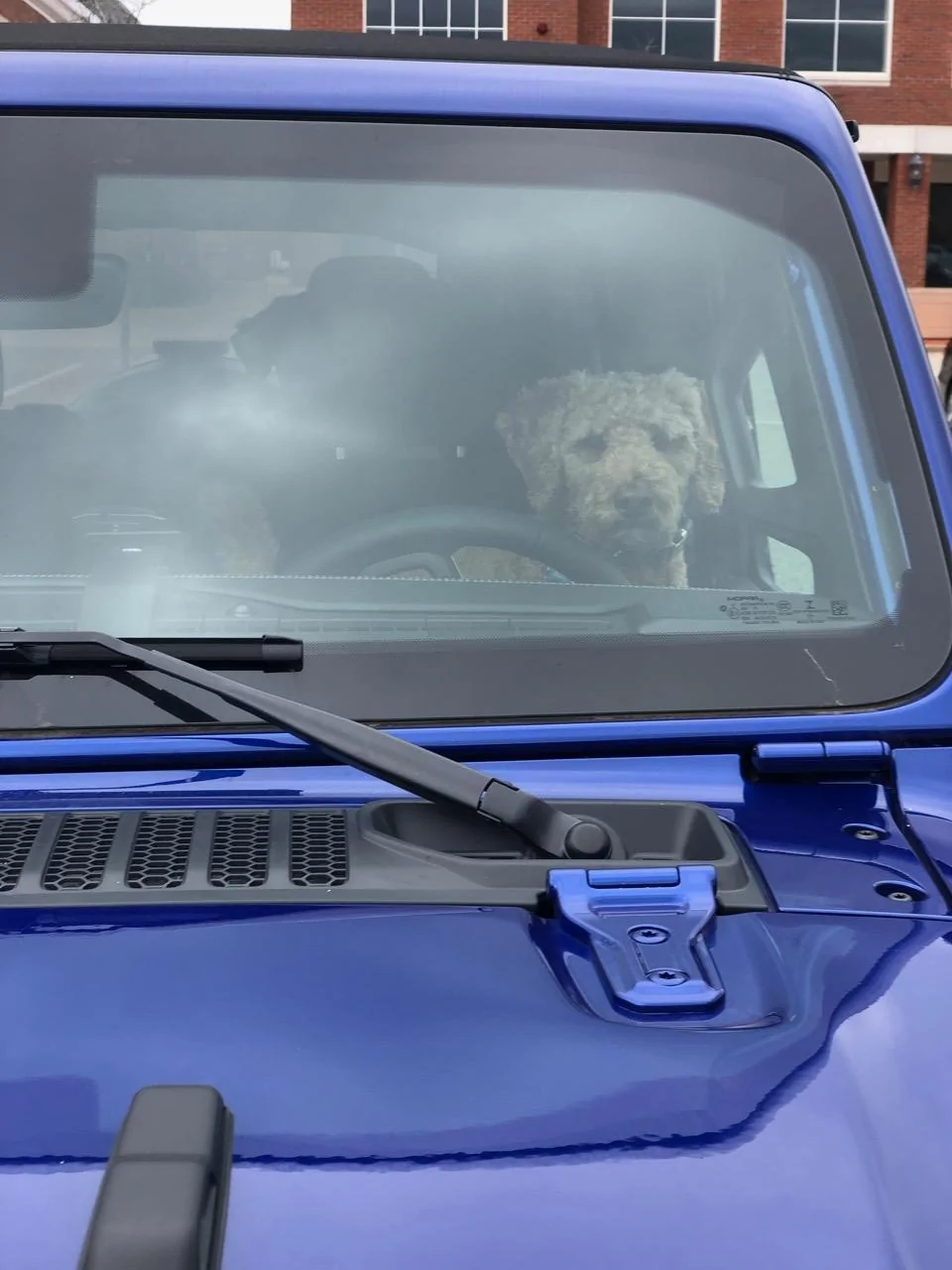 Jeep Wrangler JL Jeep Dog pics IMG_2946