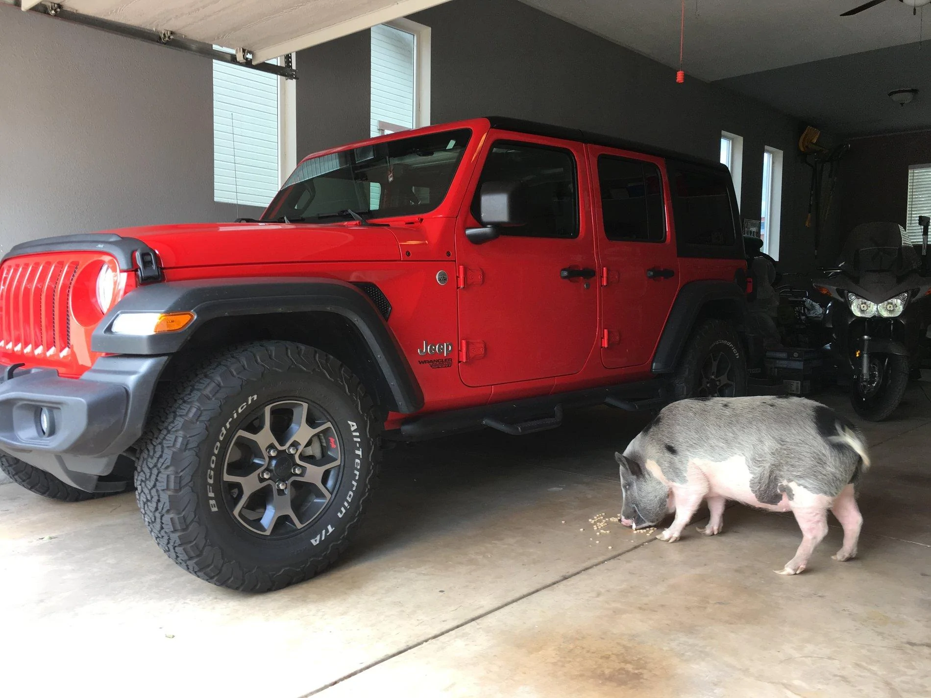 Jeep Wrangler JL Jeep Dog pics 9C6AE70F-824B-476B-B99F-25417F49B7B0