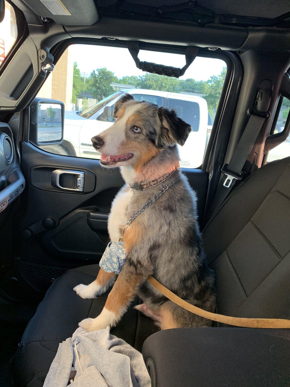 Jeep Wrangler JL Jeep Dog pics 93EE411F-B4C1-4415-8B3E-84C4E26E0AD9