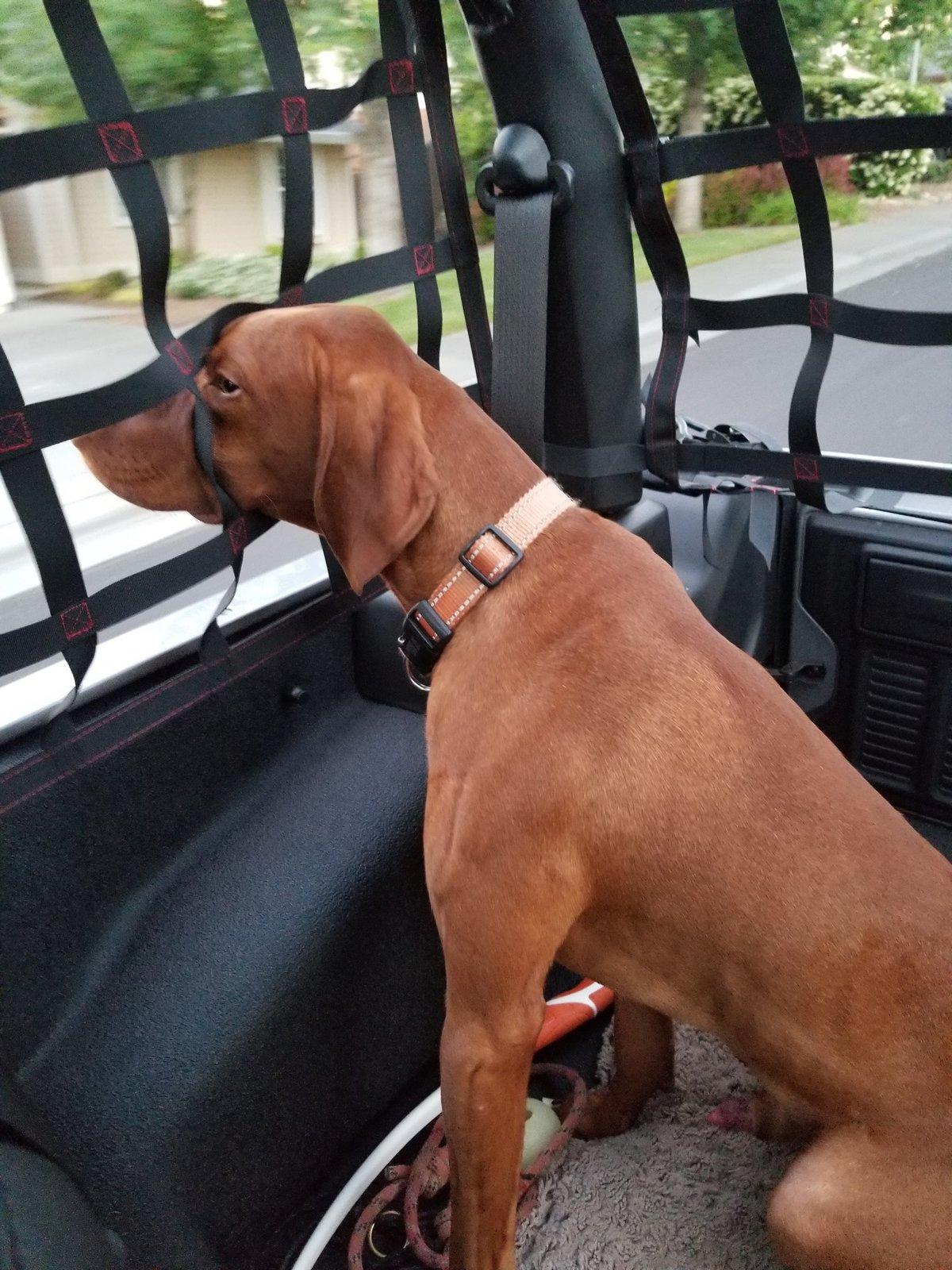 Jeep Wrangler JL Raingler side and top nets installed 20190605_202941