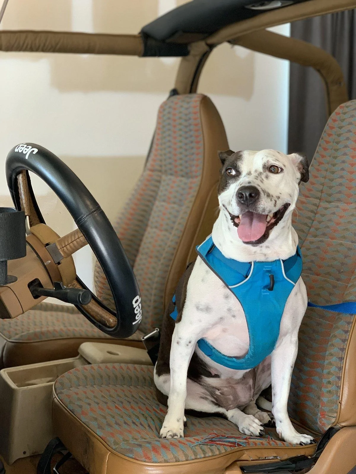 Jeep Wrangler JL Jeep Dog pics A5273ACE-C00D-426B-BF68-5281E0B9F156
