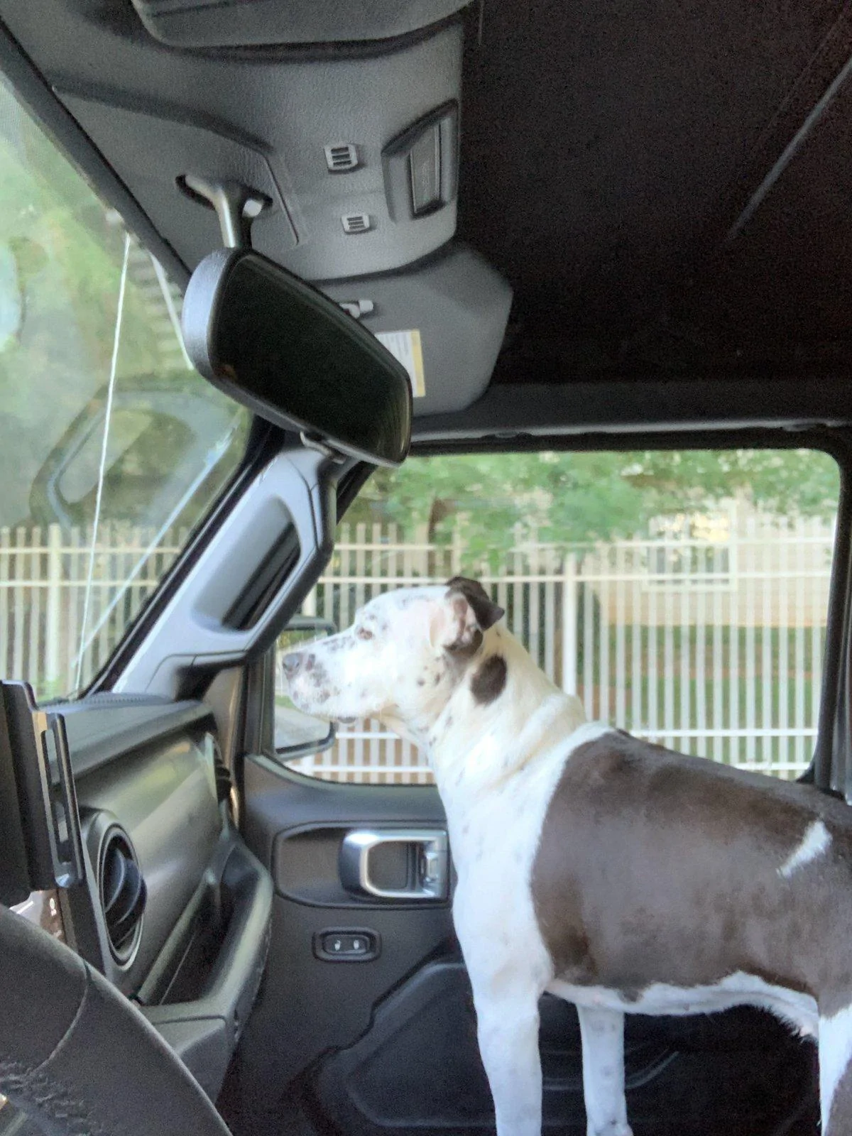 Jeep Wrangler JL Jeep Dog pics ABB07CDA-8F26-4F89-81A5-A5C14F708E51