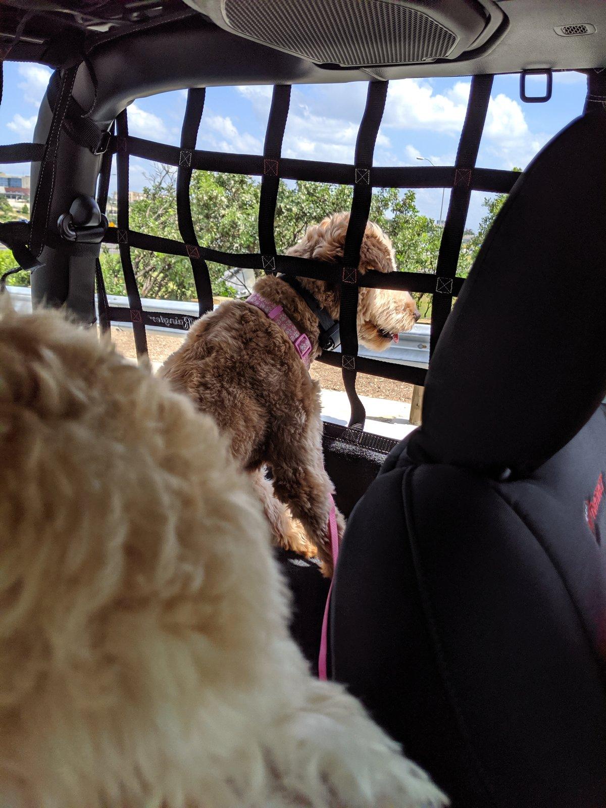 Jeep Wrangler JL Raingler side and top nets installed 2019-05-26 15.30.10