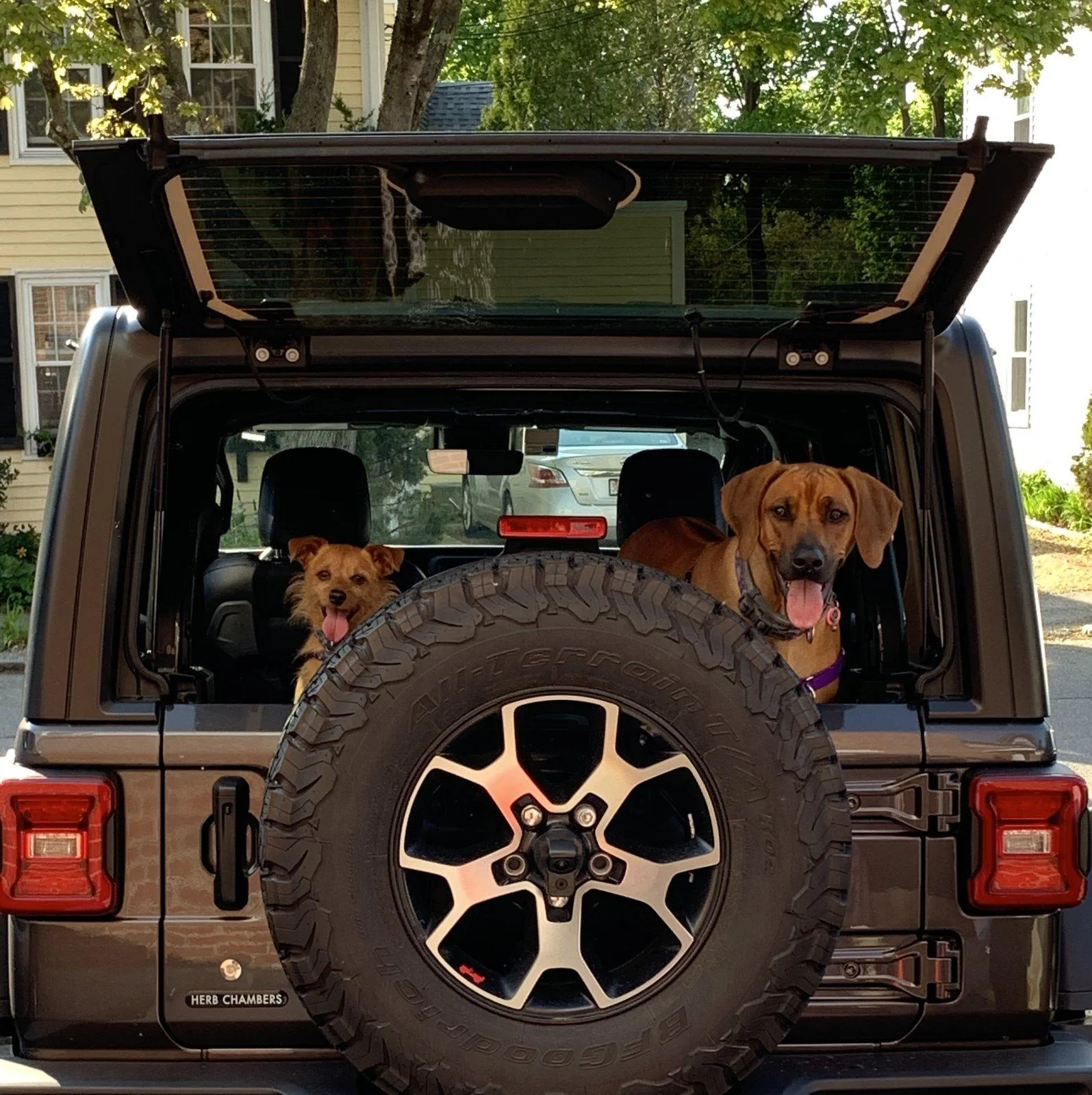 Jeep Wrangler JL Jeep Dog pics IMG_0431