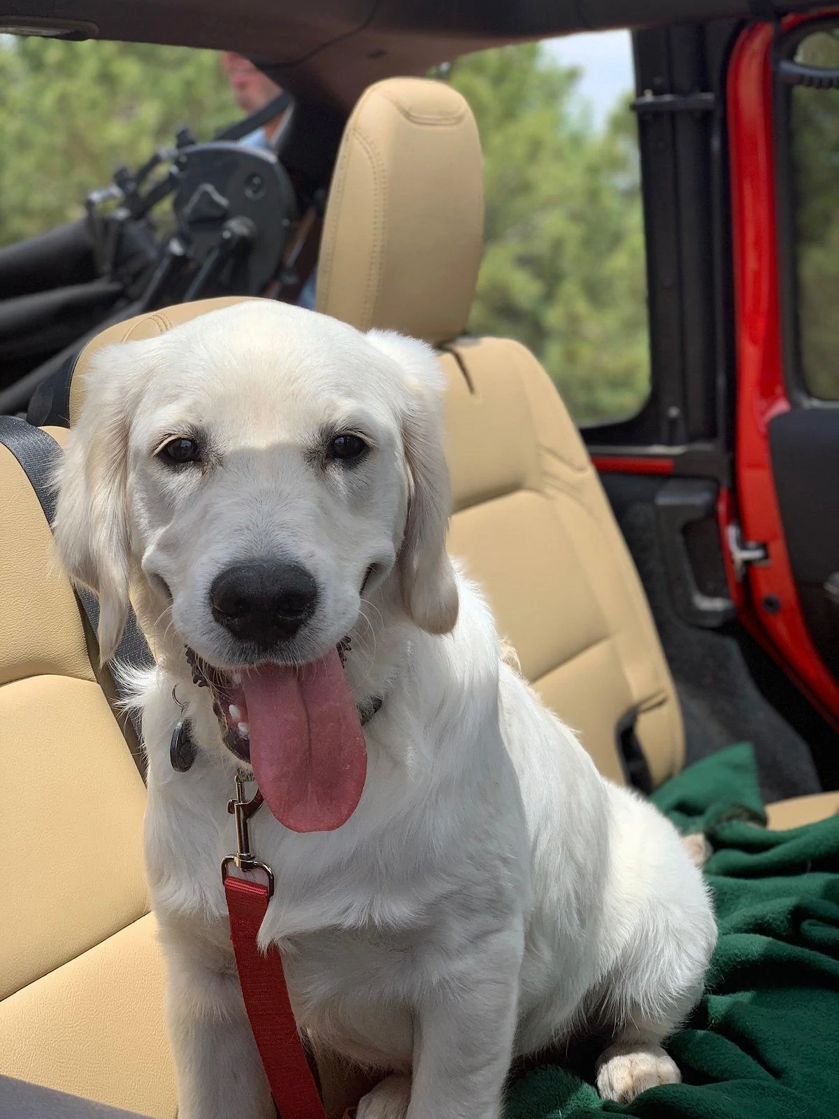 Jeep Wrangler JL Jeep Dog pics 459C56B3-AAA9-4F52-8636-D330E01C69A8
